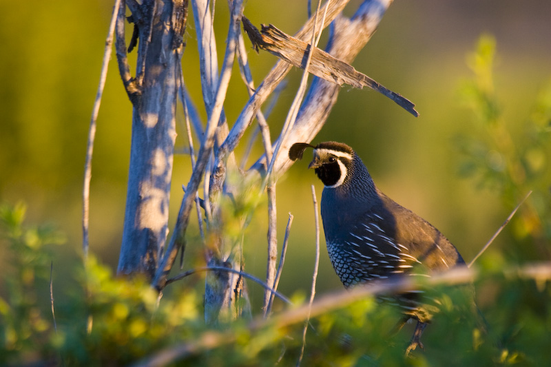 California Quail